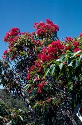 APII jpeg image of Corymbia ficifolia  © contact APII