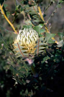 APII jpeg image of Banksia baxteri  © contact APII