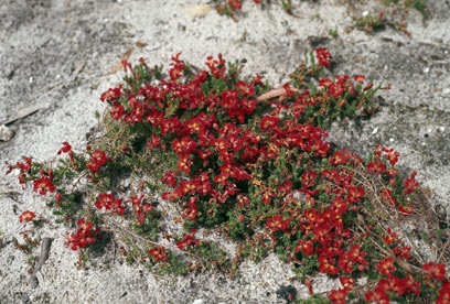 APII jpeg image of Lechenaultia formosa  © contact APII