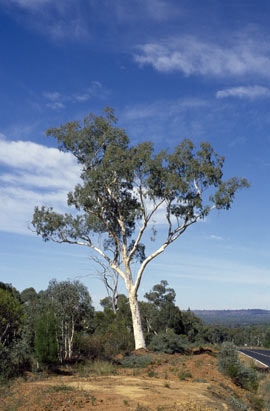 APII jpeg image of Eucalyptus rossii  © contact APII