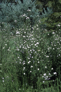 APII jpeg image of Olearia asterotricha  © contact APII