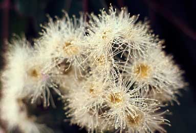 APII jpeg image of Angophora costata  © contact APII