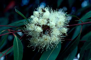 APII jpeg image of Angophora costata subsp. costata  © contact APII