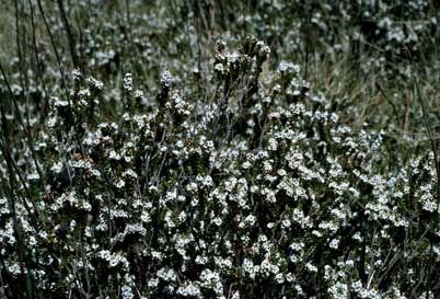 APII jpeg image of Epacris microphylla var. microphylla  © contact APII