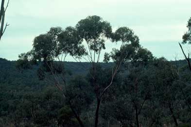 APII jpeg image of Eucalyptus decorticans  © contact APII