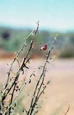 APII jpeg image of Daviesia spiralis  © contact APII