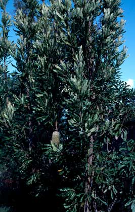 APII jpeg image of Banksia serrata 'Superman'  © contact APII