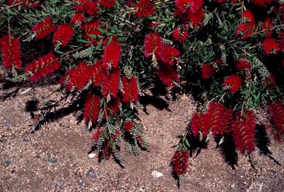 APII jpeg image of Callistemon citrinus 'Firebrand'  © contact APII