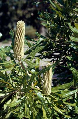 APII jpeg image of Banksia aemula  © contact APII