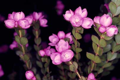 APII jpeg image of Boronia serrulata  © contact APII