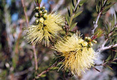 APII jpeg image of Callistemon viridiflorus  © contact APII