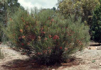 APII jpeg image of Calothamnus gilesii  © contact APII