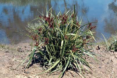 APII jpeg image of Cyperus lucidus  © contact APII