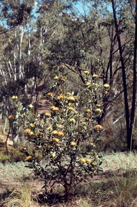 APII jpeg image of Banksia undata  © contact APII