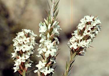 APII jpeg image of Epacris paludosa  © contact APII