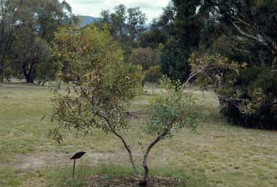 APII jpeg image of Eucalyptus socialis  © contact APII