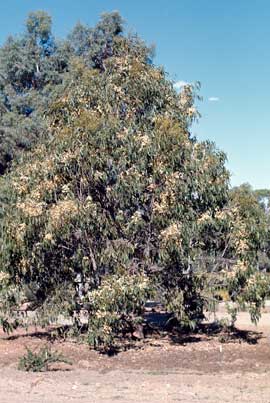 APII jpeg image of Eucalyptus amplifolia  © contact APII