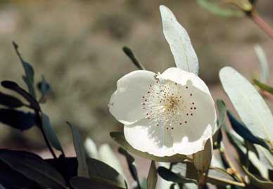 APII jpeg image of Eucryphia lucida  © contact APII