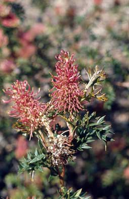 APII jpeg image of Grevillea acanthifolia  © contact APII