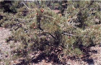 APII jpeg image of Lambertia formosa  © contact APII