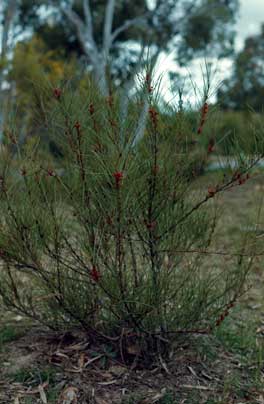 APII jpeg image of Grevillea dimorpha  © contact APII