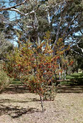 APII jpeg image of Grevillea linearifolia  © contact APII