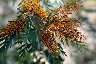 APII jpeg image of Grevillea robusta  © contact APII