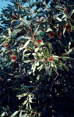 APII jpeg image of Hakea laurina  © contact APII