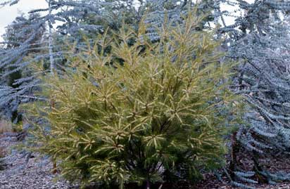 APII jpeg image of Hakea propinqua  © contact APII