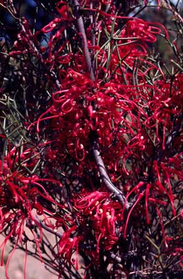 APII jpeg image of Hakea purpurea  © contact APII