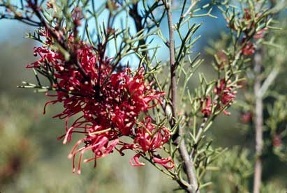 APII jpeg image of Hakea purpurea  © contact APII