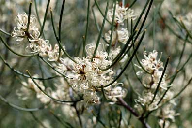 APII jpeg image of Hakea rostrata  © contact APII