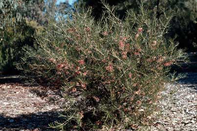 APII jpeg image of Hakea verrucosa  © contact APII