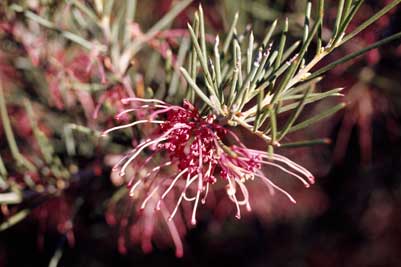 APII jpeg image of Hakea verrucosa  © contact APII