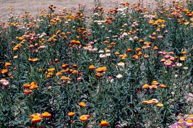 APII jpeg image of Xerochrysum bracteatum  © contact APII