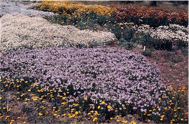 APII jpeg image of Isotoma axillaris  © contact APII