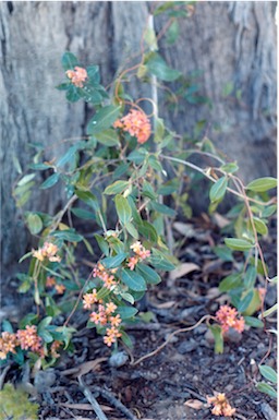 APII jpeg image of Marianthus ringens  © contact APII