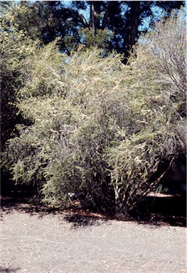 APII jpeg image of Melaleuca acuminata subsp. acuminata  © contact APII