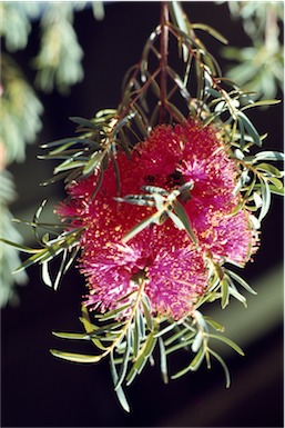 APII jpeg image of Melaleuca fulgens subsp. fulgens  © contact APII