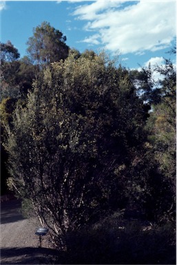 APII jpeg image of Melaleuca halmaturorum  © contact APII