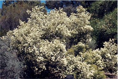 APII jpeg image of Melaleuca linariifolia  © contact APII