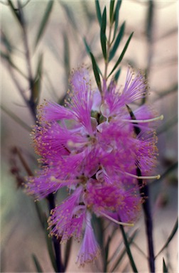 APII jpeg image of Melaleuca radula  © contact APII