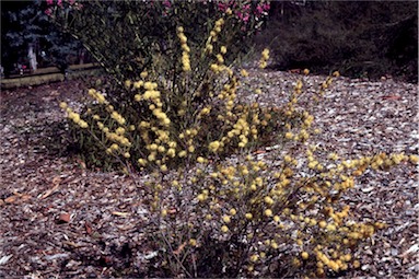 APII jpeg image of Melaleuca uncinata  © contact APII