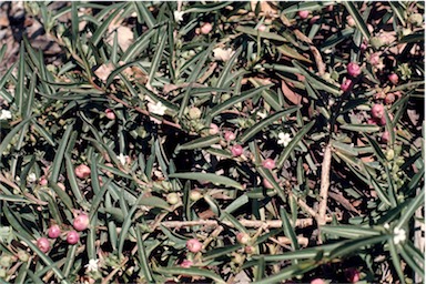 APII jpeg image of Eremophila debilis  © contact APII