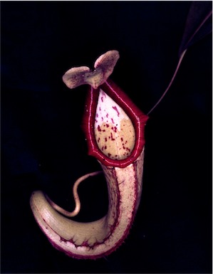 APII jpeg image of Nepenthes  © contact APII