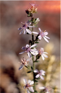 APII jpeg image of Olearia ramulosa  © contact APII