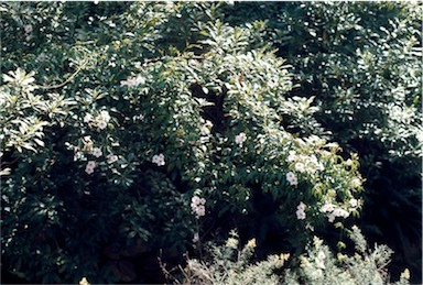 APII jpeg image of Pandorea jasminoides  © contact APII