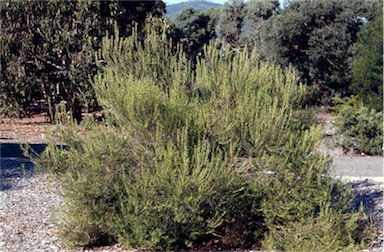 APII jpeg image of Persoonia mollis subsp. caleyi  © contact APII