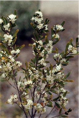 APII jpeg image of Leionema bilobum  © contact APII