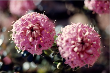 APII jpeg image of Pimelea ferruginea  © contact APII